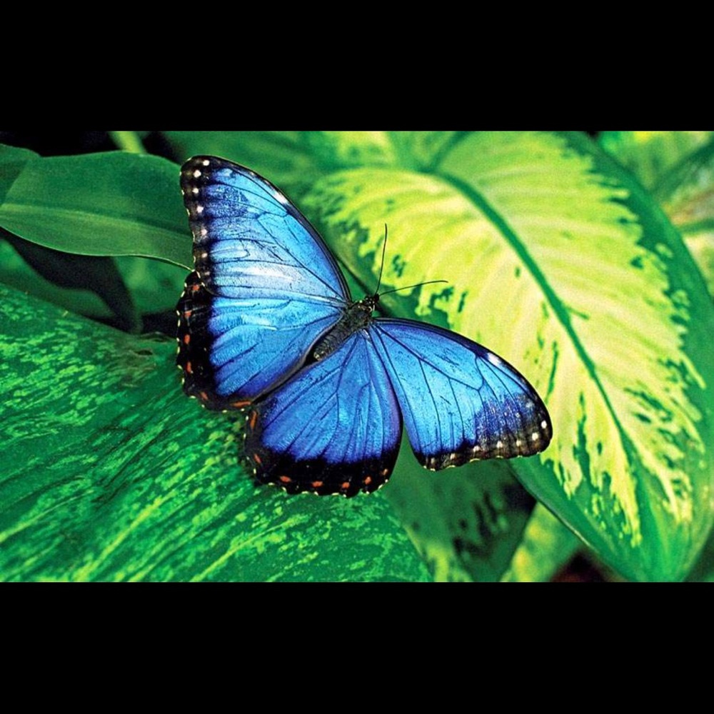 Meet your Posher, Vivian